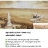 Cách bảo quản tranh gạo trong mùa hè – Giữ bền đẹp suốt năm